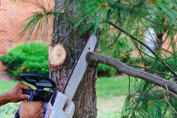 Tree Branch Trimming in Lookout Mountain, AL